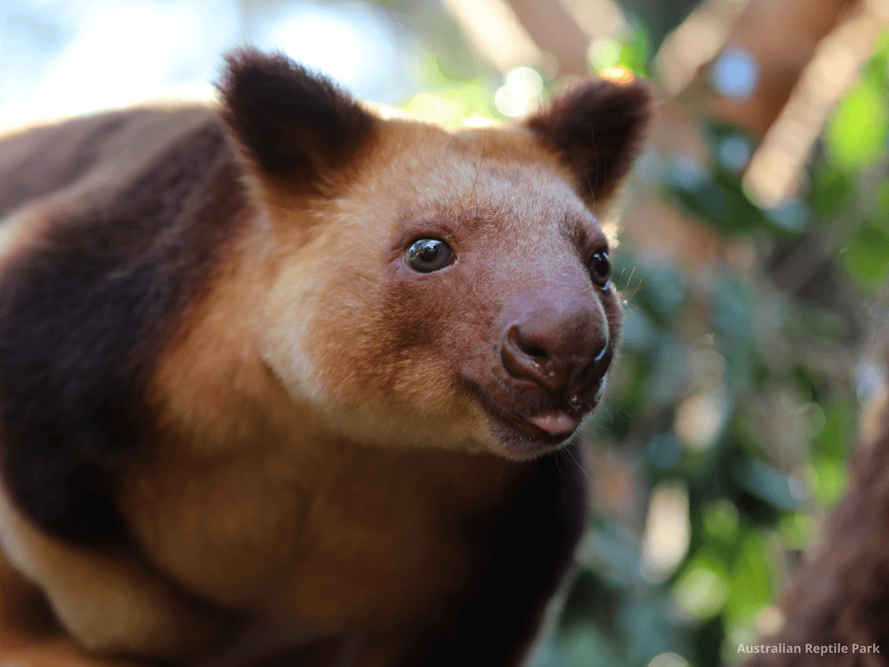 Australian Reptile Park - image 47