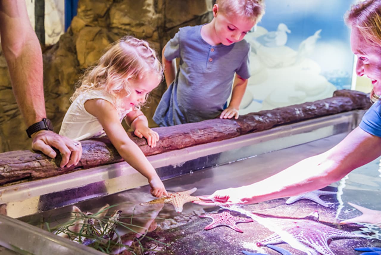 SEA LIFE Sunshine Coast Aquarium Direct Entry Ticket - image 2