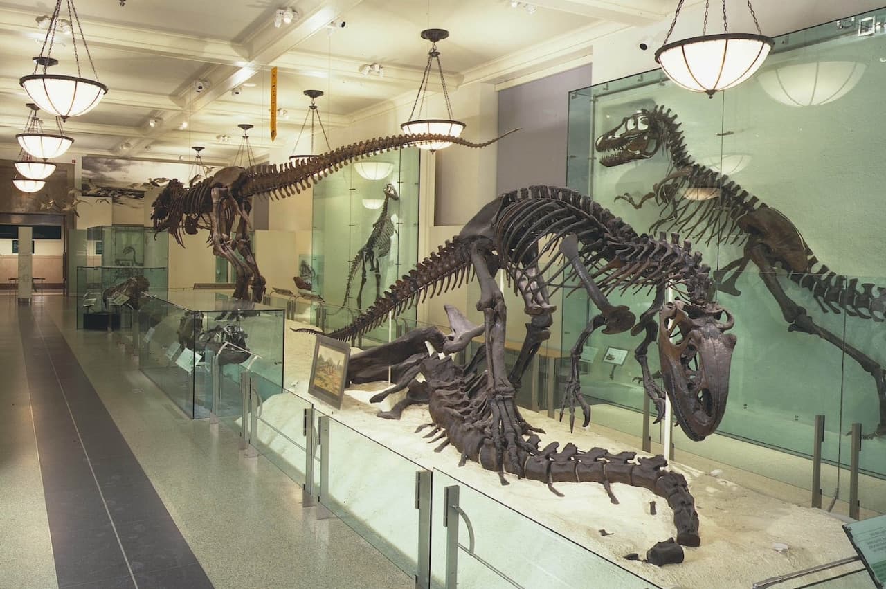 American Museum of Natural History Ticket - image 12