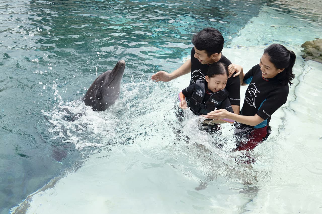 Experiencias con delfines en Marine Mammal Habitat Sentosa - imagen 3