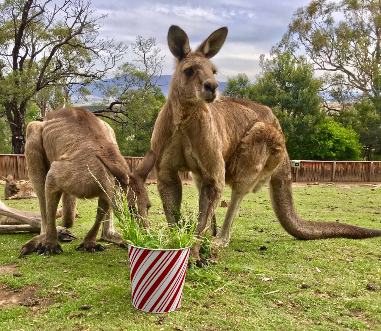 Bonorong Wildlife Sanctuary and Hobart City Tour - imagen 3