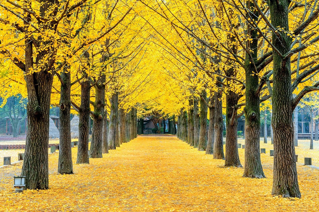 Nami Island, Petite France, Italian Village, and Gangchon Rail Bike Tour from Seoul - image 2
