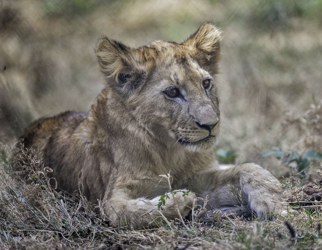 Thoiry ZooSafari: Skip The Line - image 5