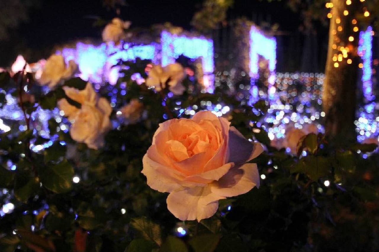 Huis Ten Bosch Theme Park - image 13