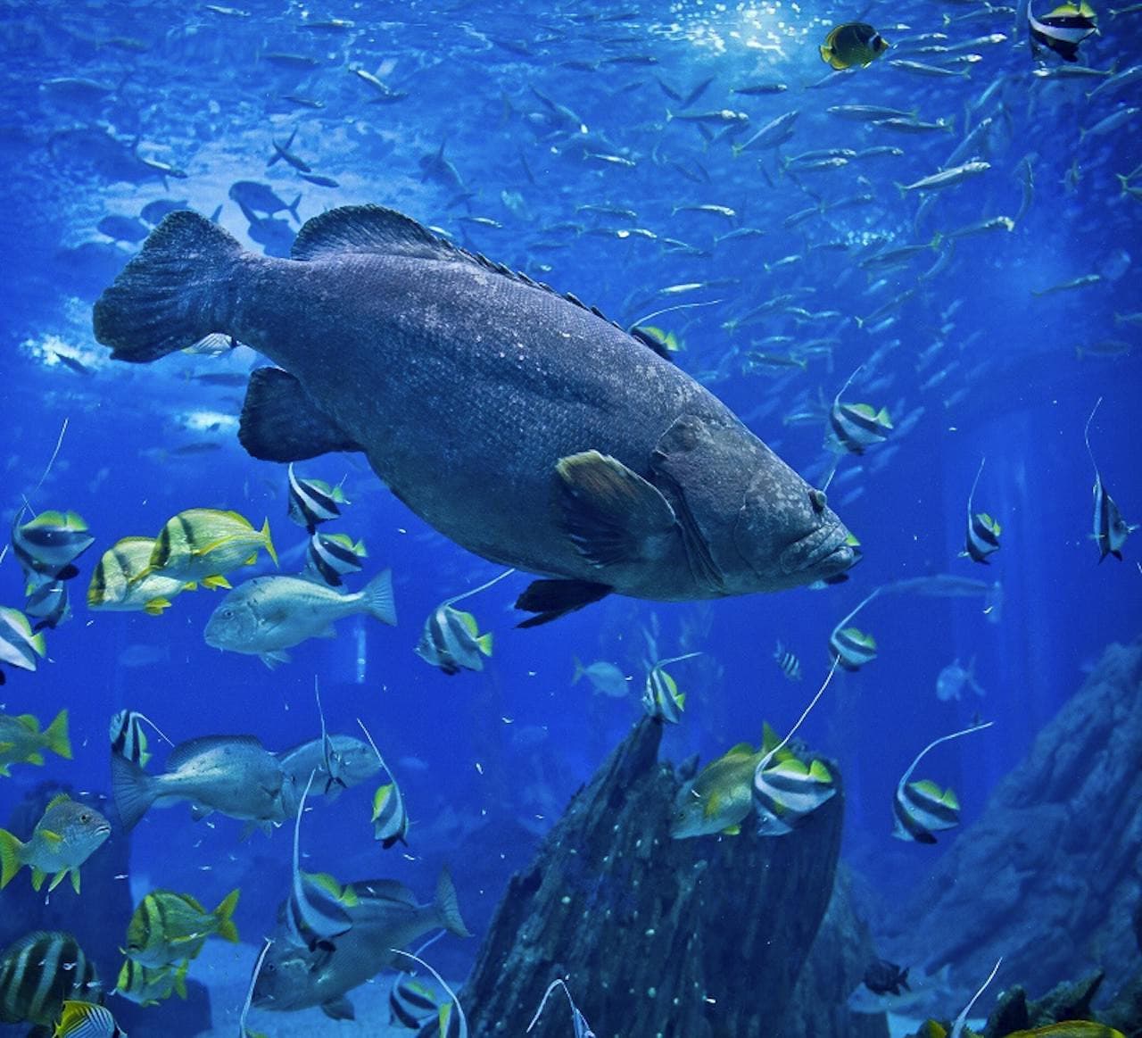 Oceanário de Lisboa Ticket - image 4