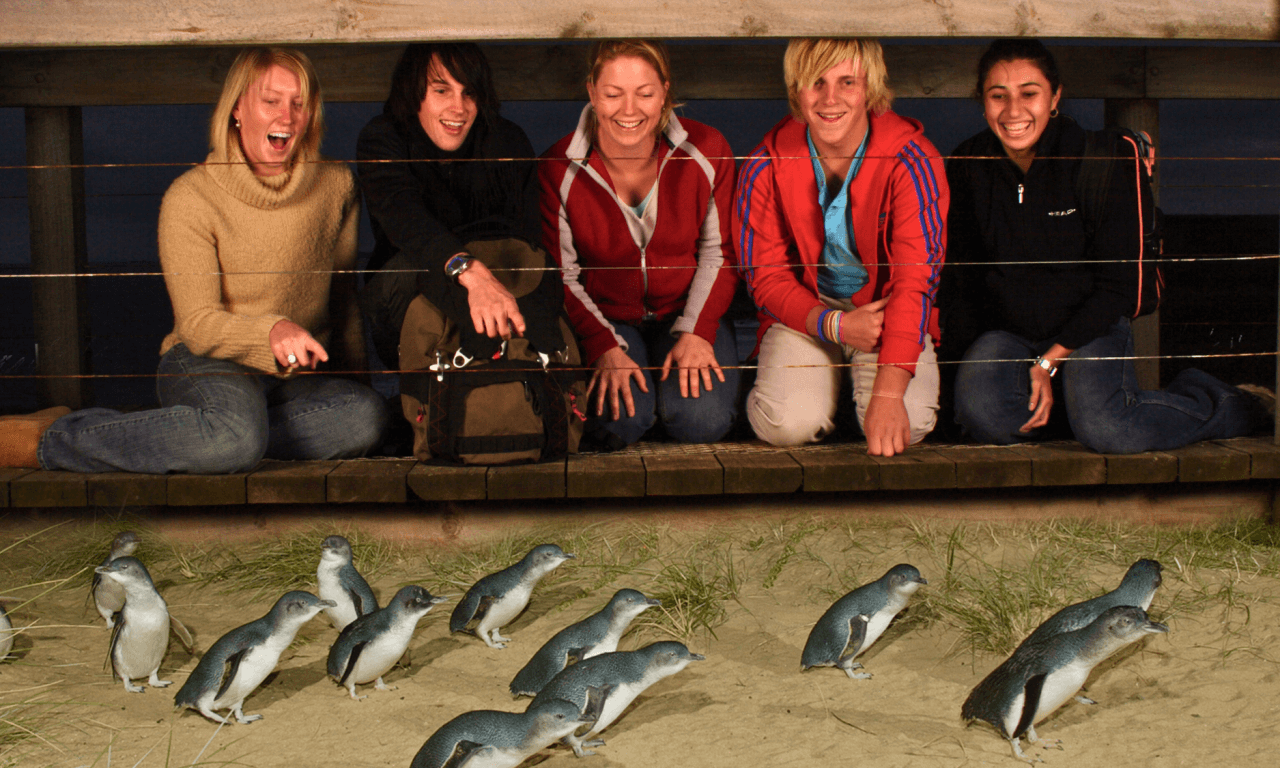 Melbourne City Discovery Tour with Penguin Parade - image 2
