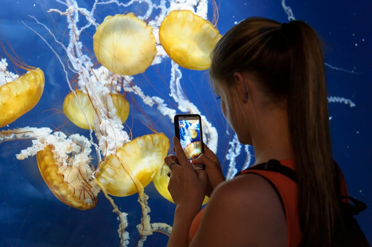San Francisco CityPASS: Admission to 4 Top Attractions - imagen 4
