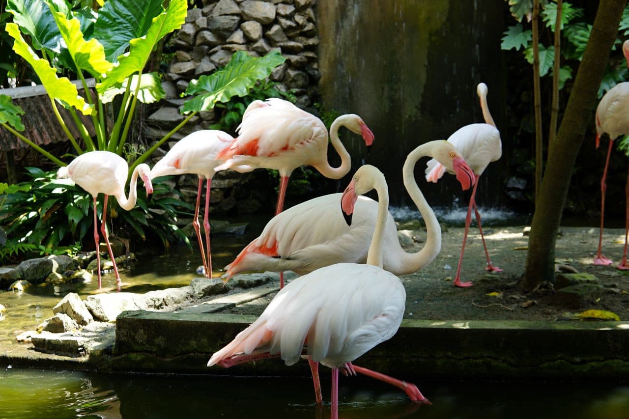 Penang Bird Park - imagen principal