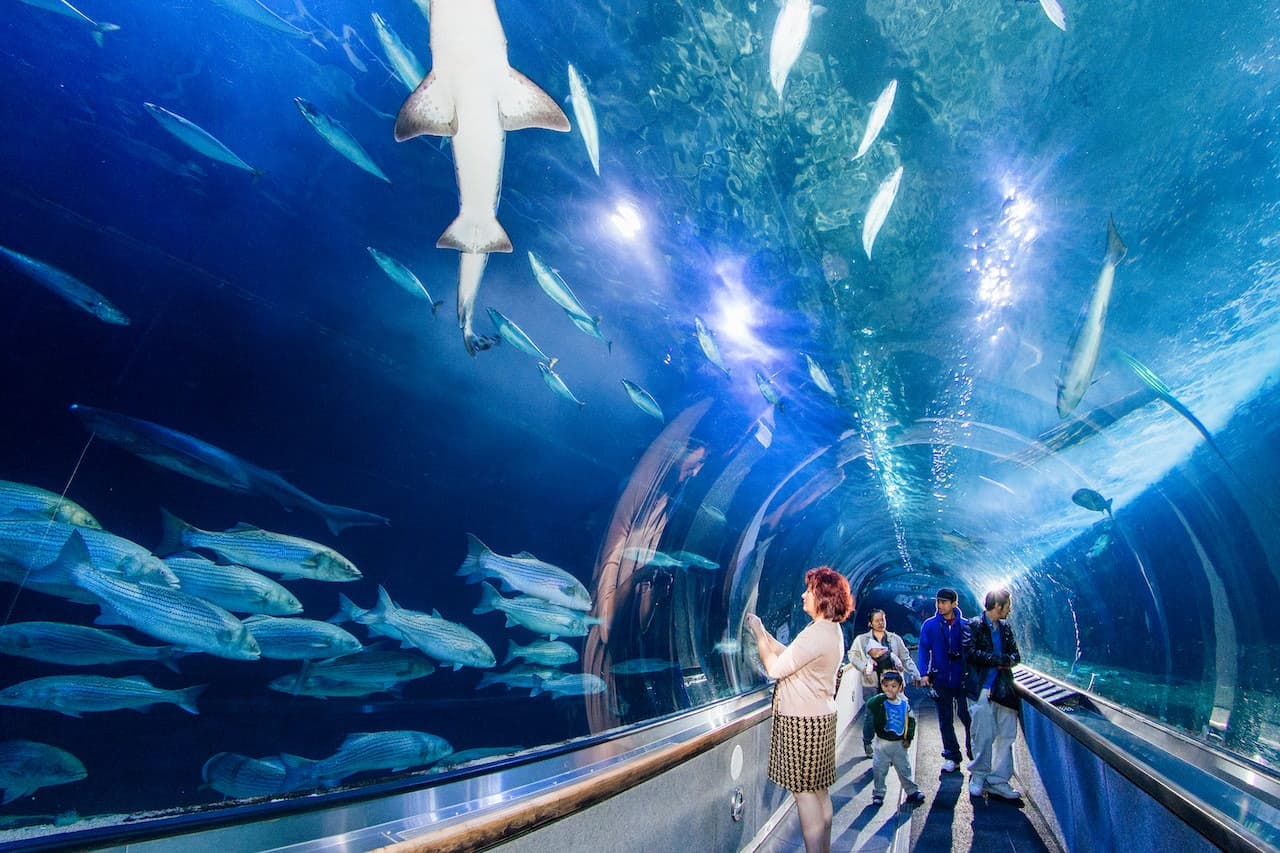San Francisco CityPASS: Admission to 4 Top Attractions - imagen 3