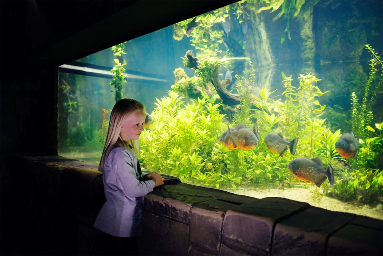 SEA LIFE Konstanz Aquarium Ticket - image 7