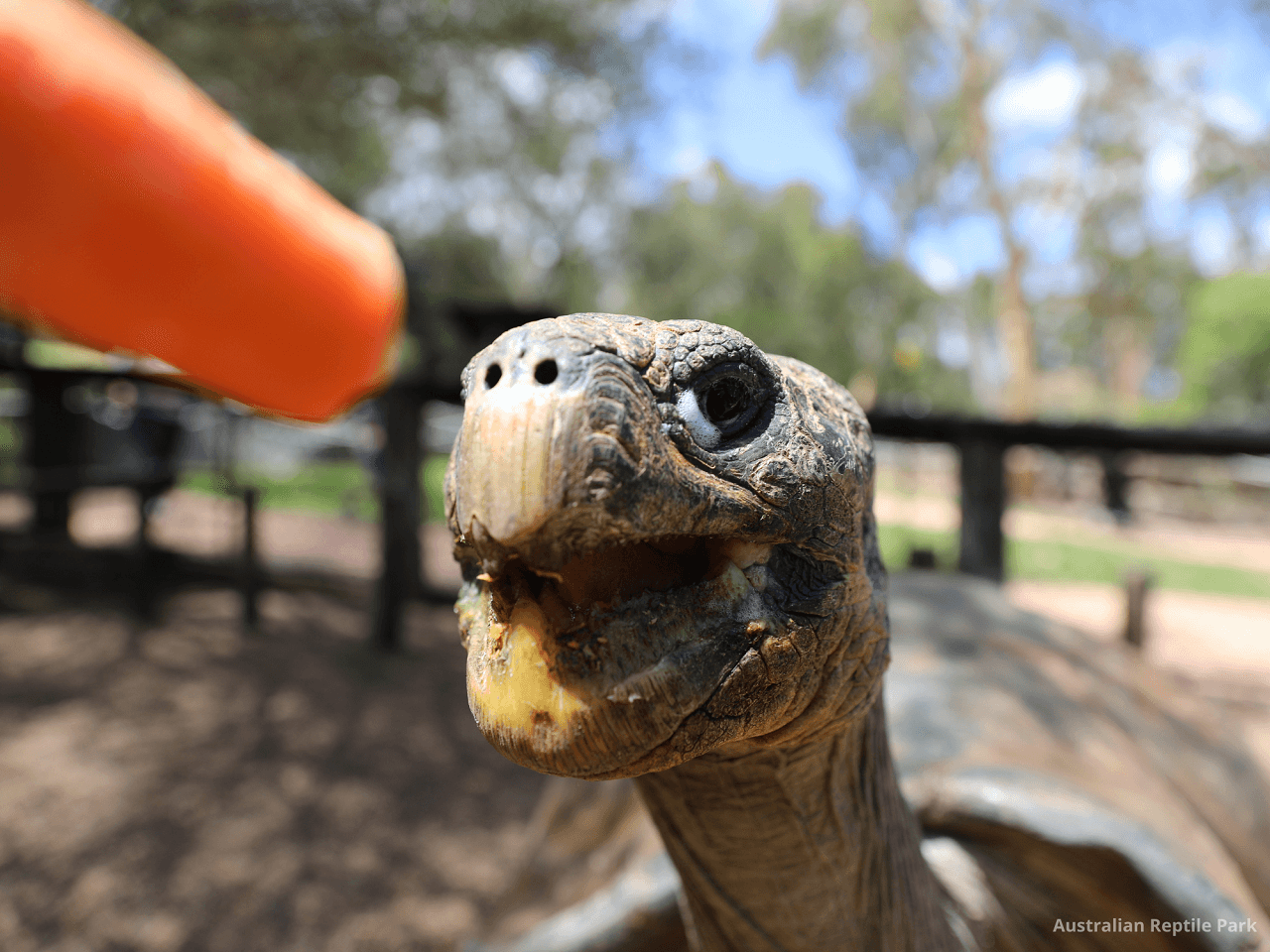 Australian Reptile Park - image 12