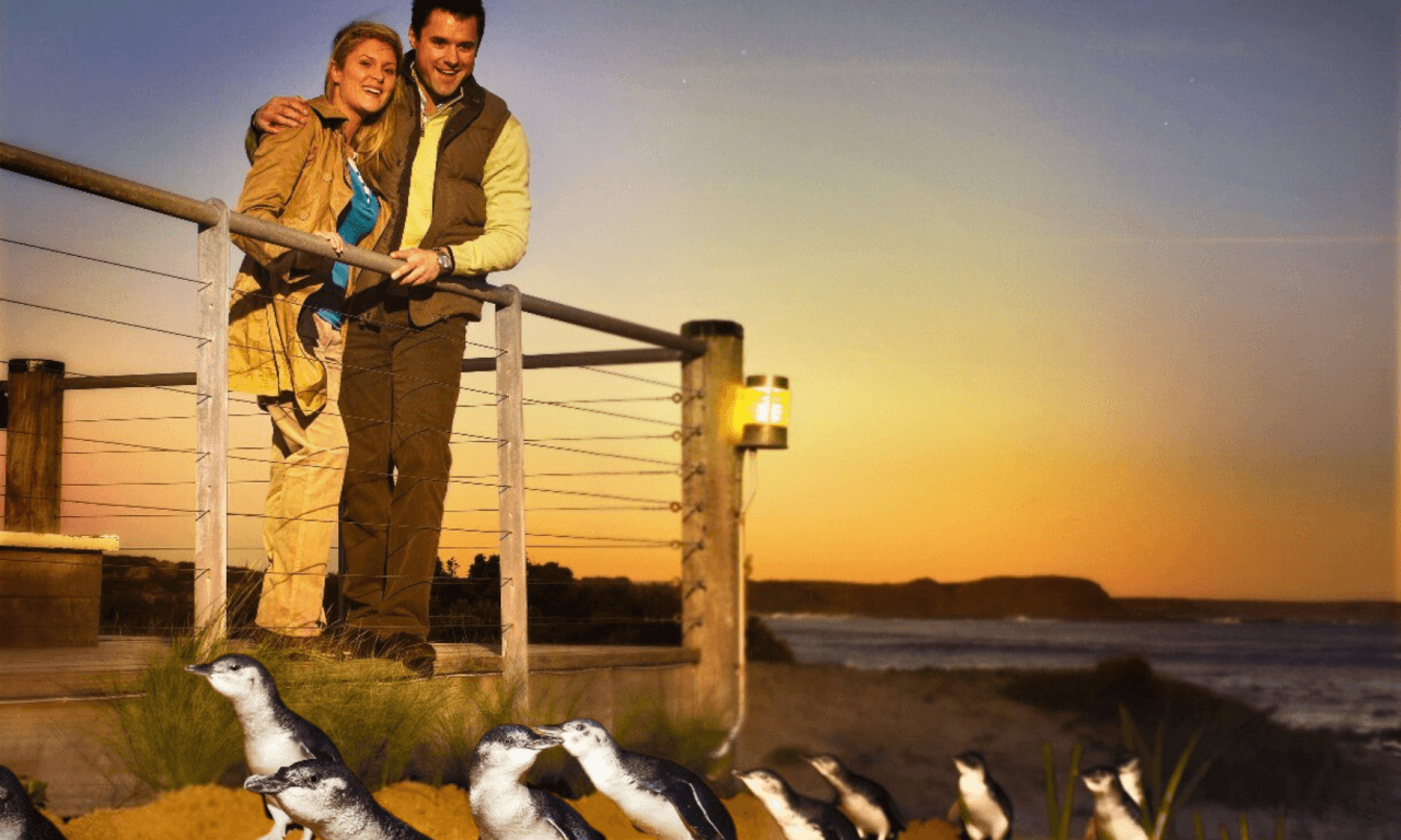 Phillip Island with Penguin Parade Eco Tour - image 15