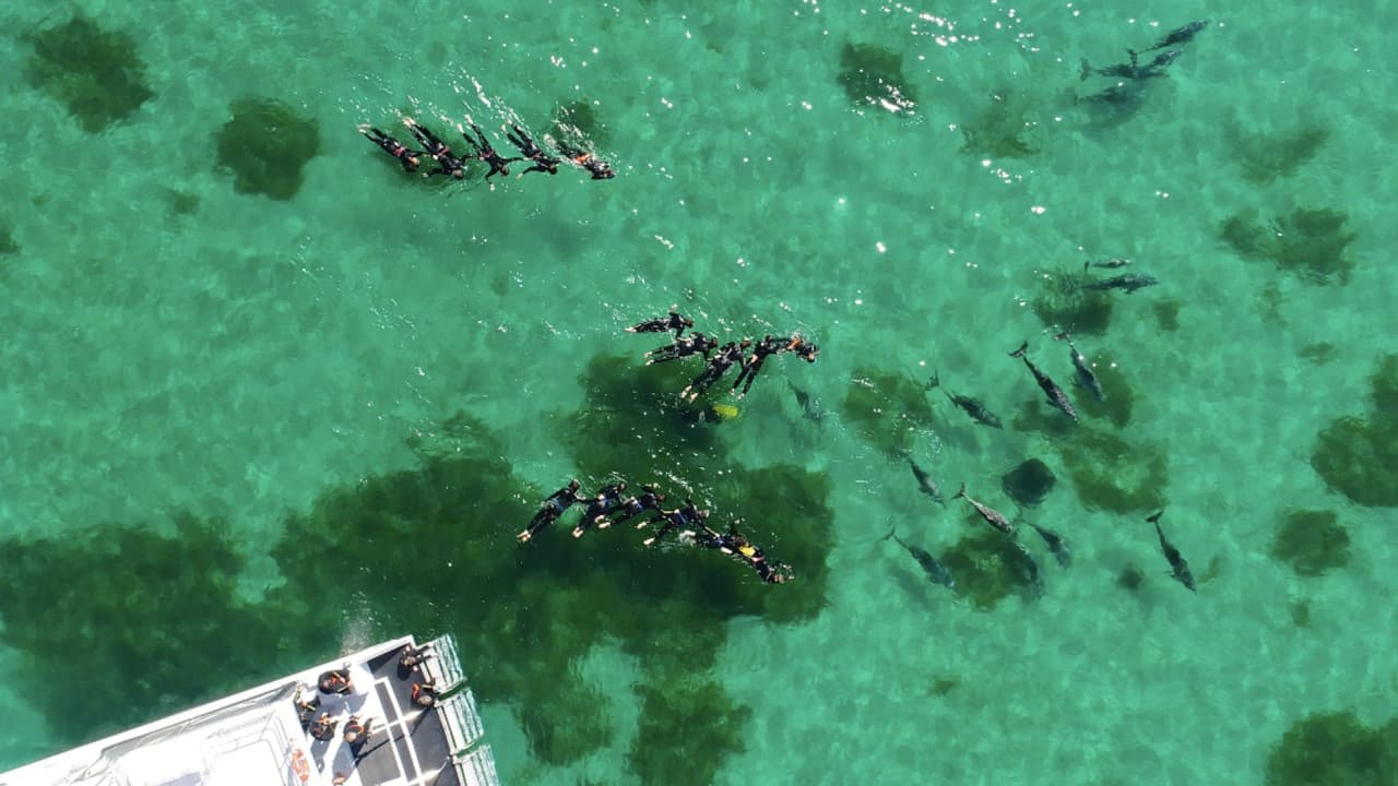 Swim with Wild Dolphins Experience at Rockingham - image 4