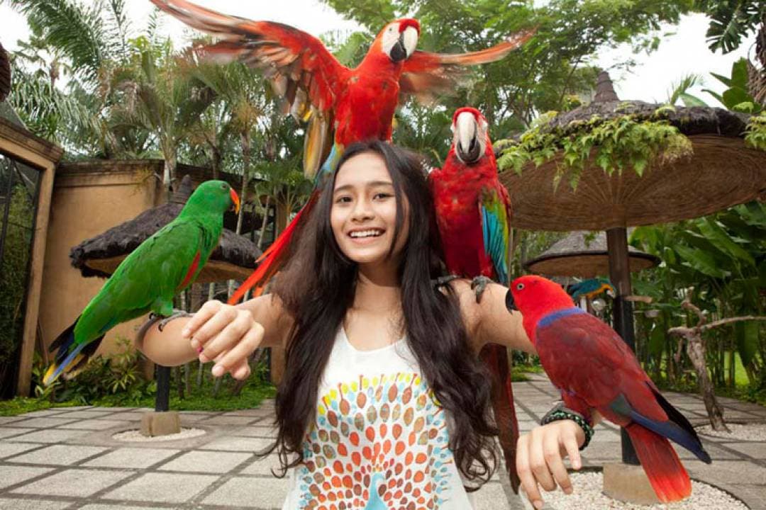 Bali Bird Park Ticket - image 8