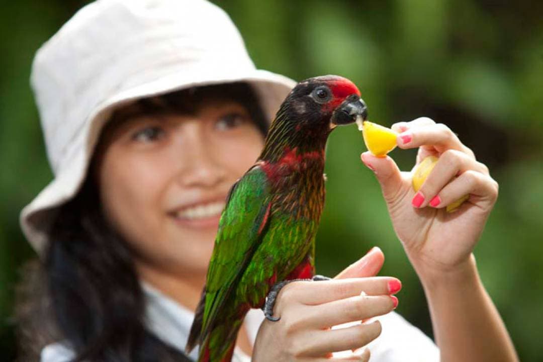 Bali Bird Park Ticket - image 5