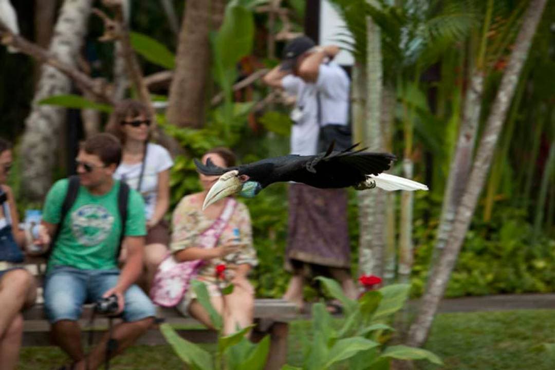Bali Bird Park Ticket - image 20