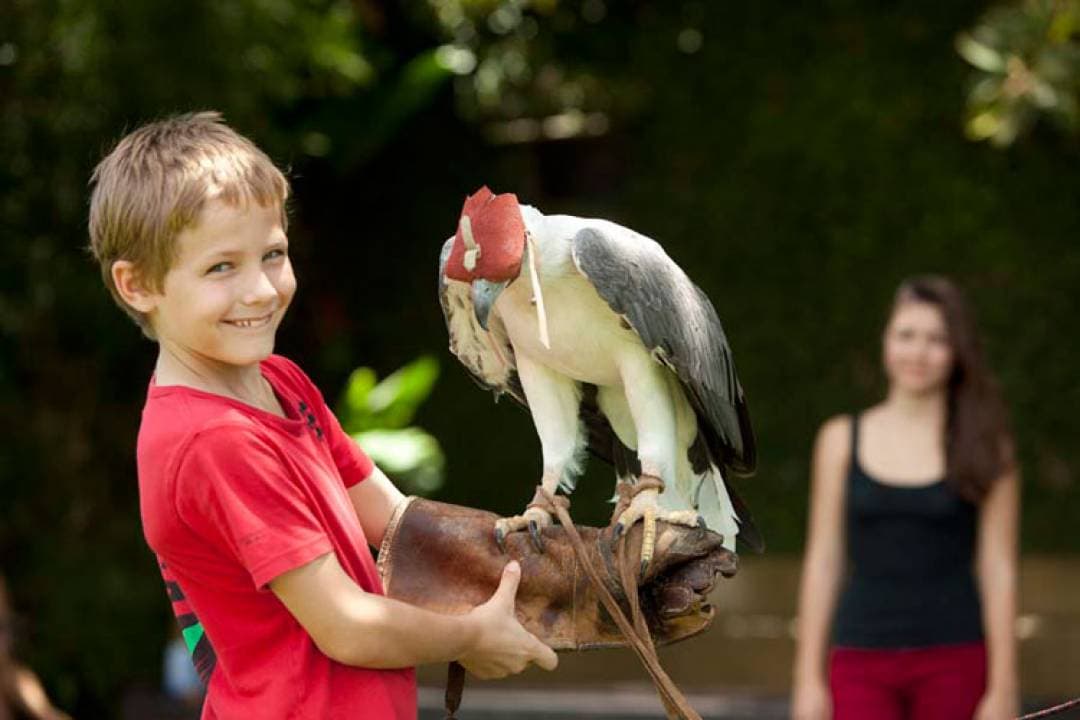 Bali Bird Park Ticket - image 6