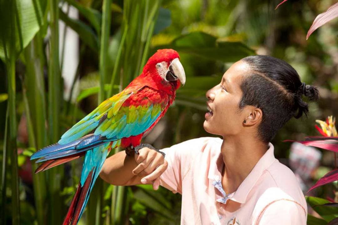 Bali Bird Park Ticket - image 4