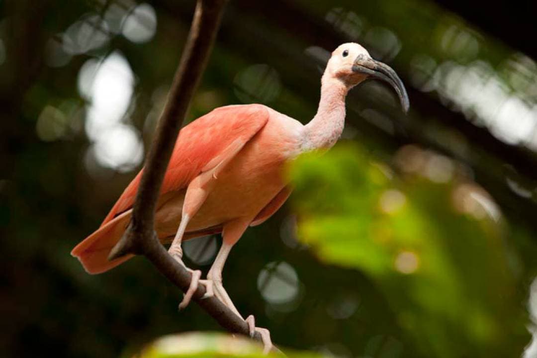 Bali Bird Park Ticket - image 16