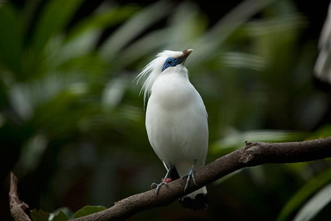 Bali Bird Park Ticket - image 17