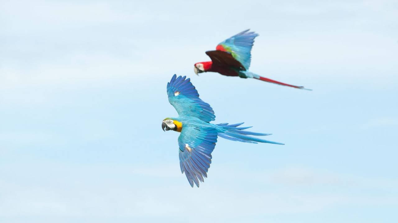 Bali Bird Park Ticket - image 19
