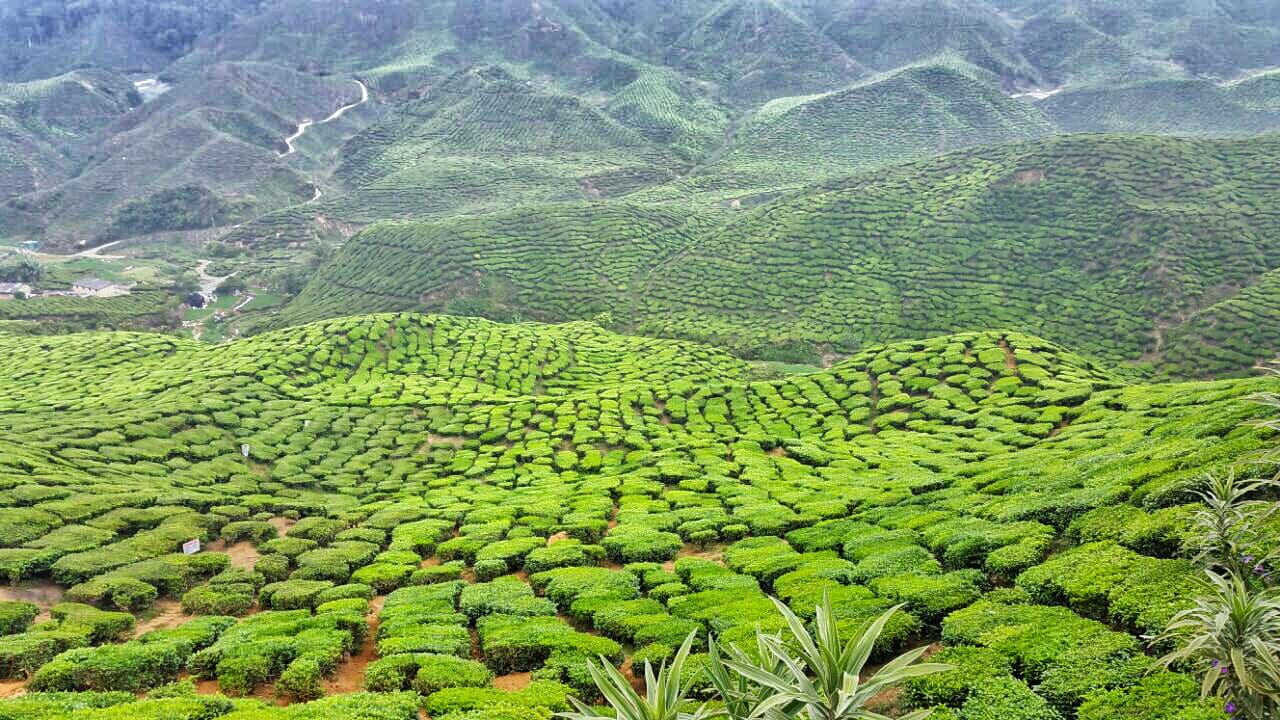 Tour a Cameron Highlands desde Kuala Lumpur - imagen principal