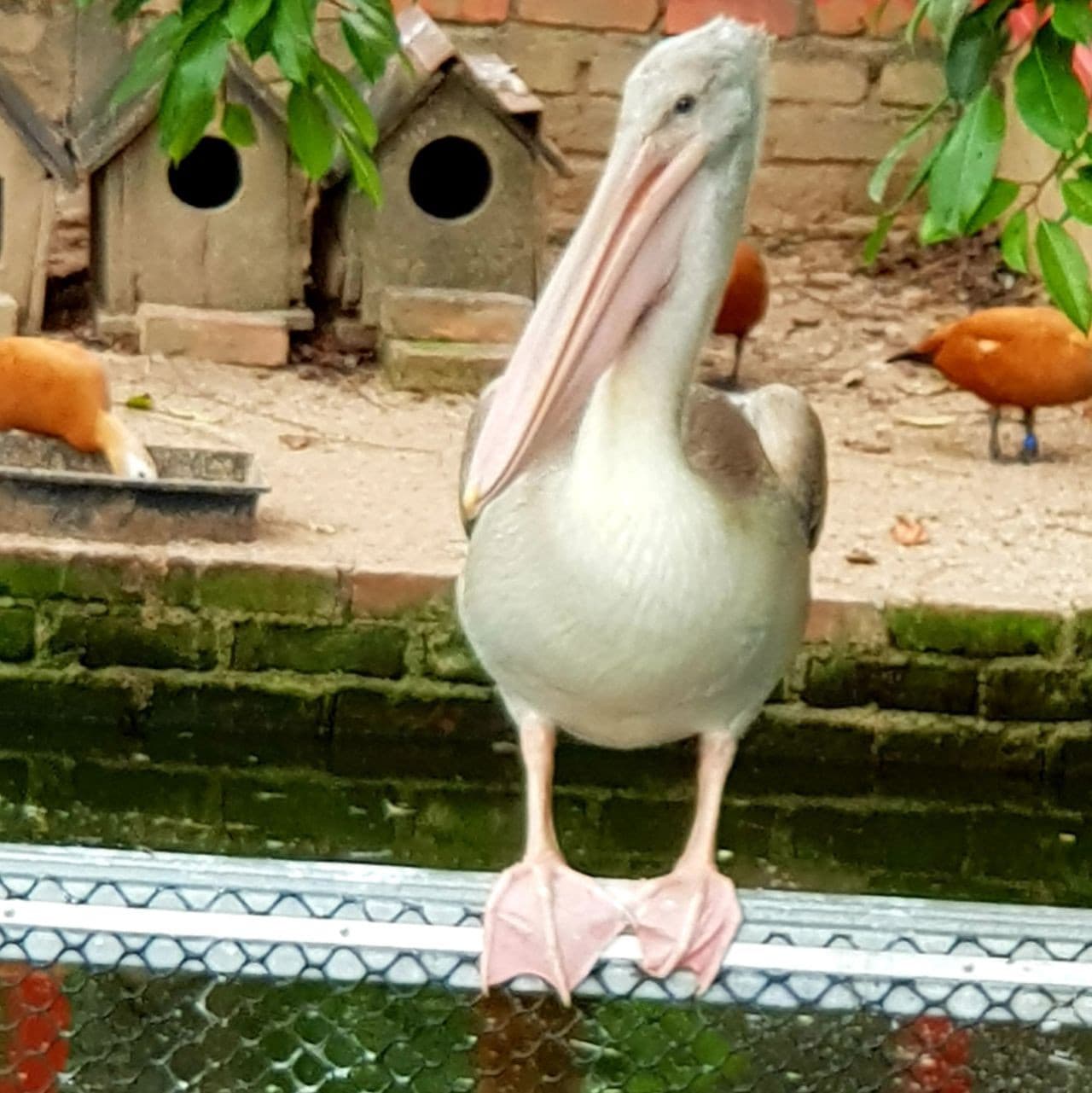 Penang Bird Park - imagen 6