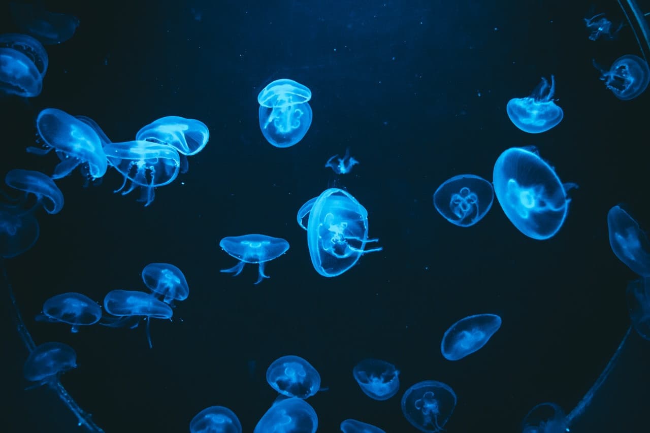Barcelona Aquarium Ticket - image 5