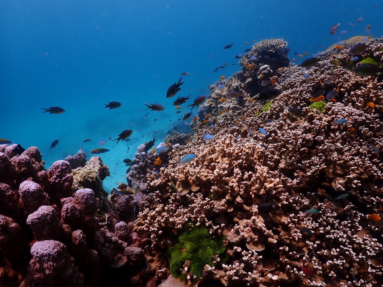 Raya Noi, Raya Yai, and Maiton Island Snorkelling Tour from Phuket - image 11