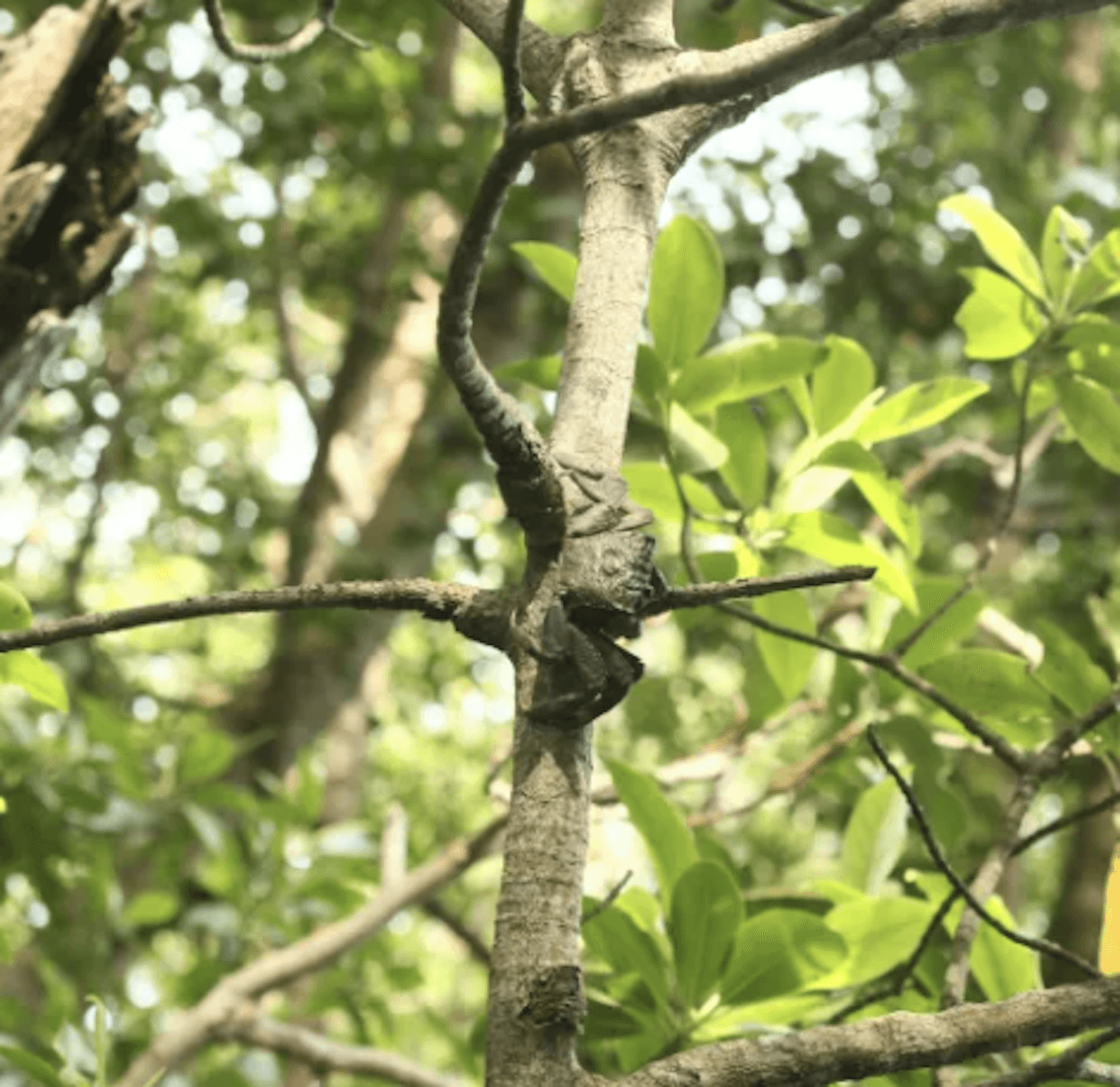 Lebam River Cruise - image 6