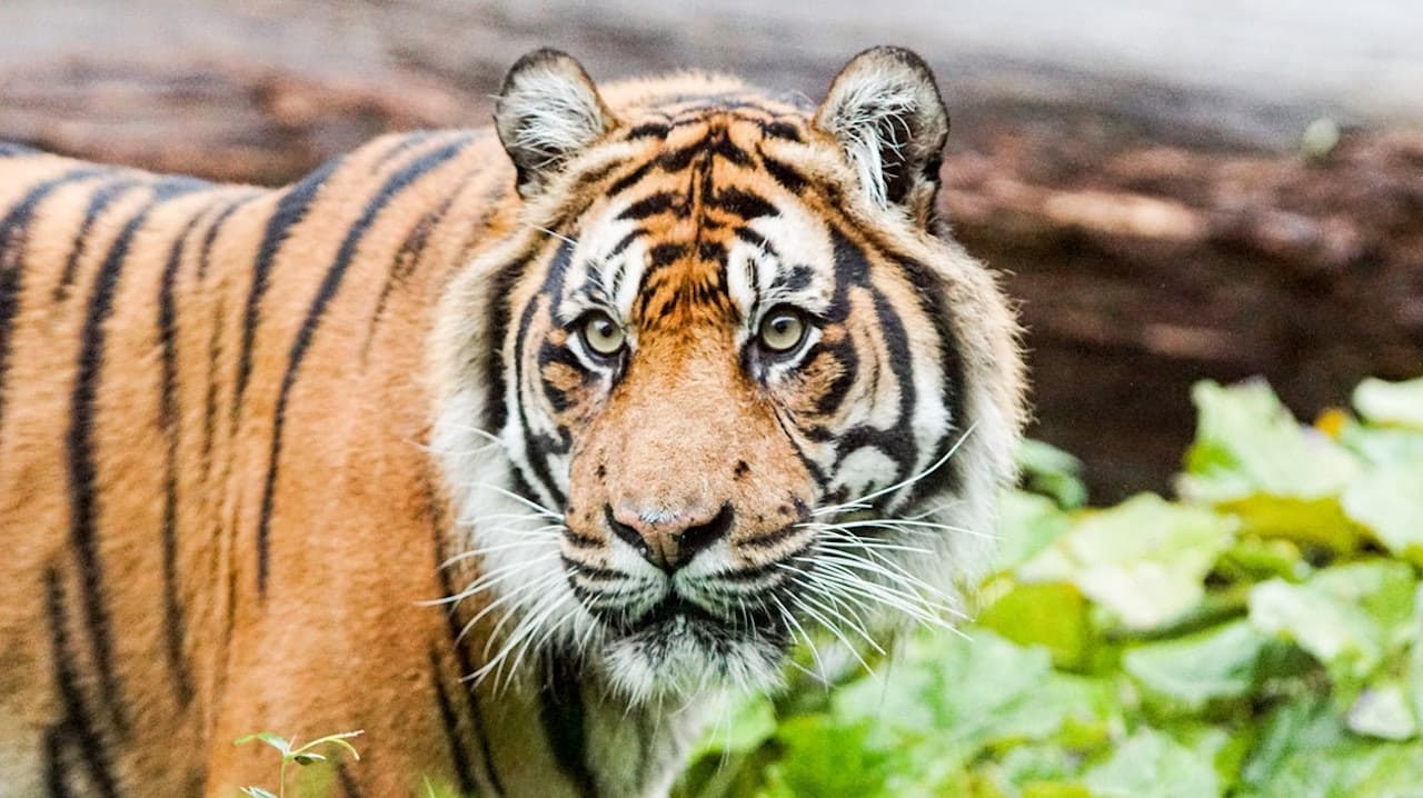 London Zoo - imagen 2