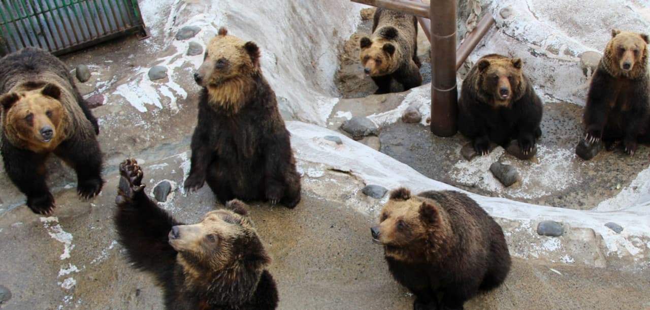Hokkaido Noboribetsu Bear Park Ticket - main image