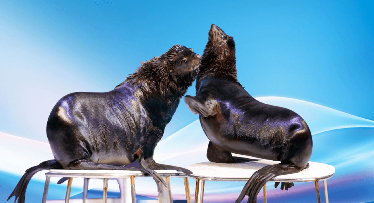 COMBO: Dubai Dolphinarium + Dubai Crocodile Park Tickets - image 3
