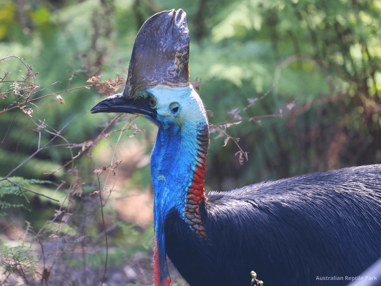 Australian Reptile Park - image 32