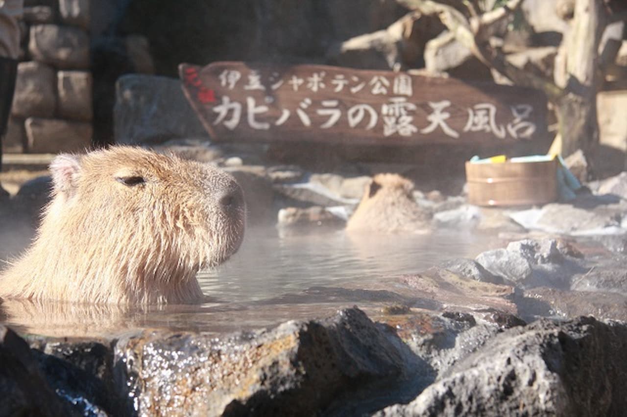 Izu Shaboten Zoo Ticket - main image