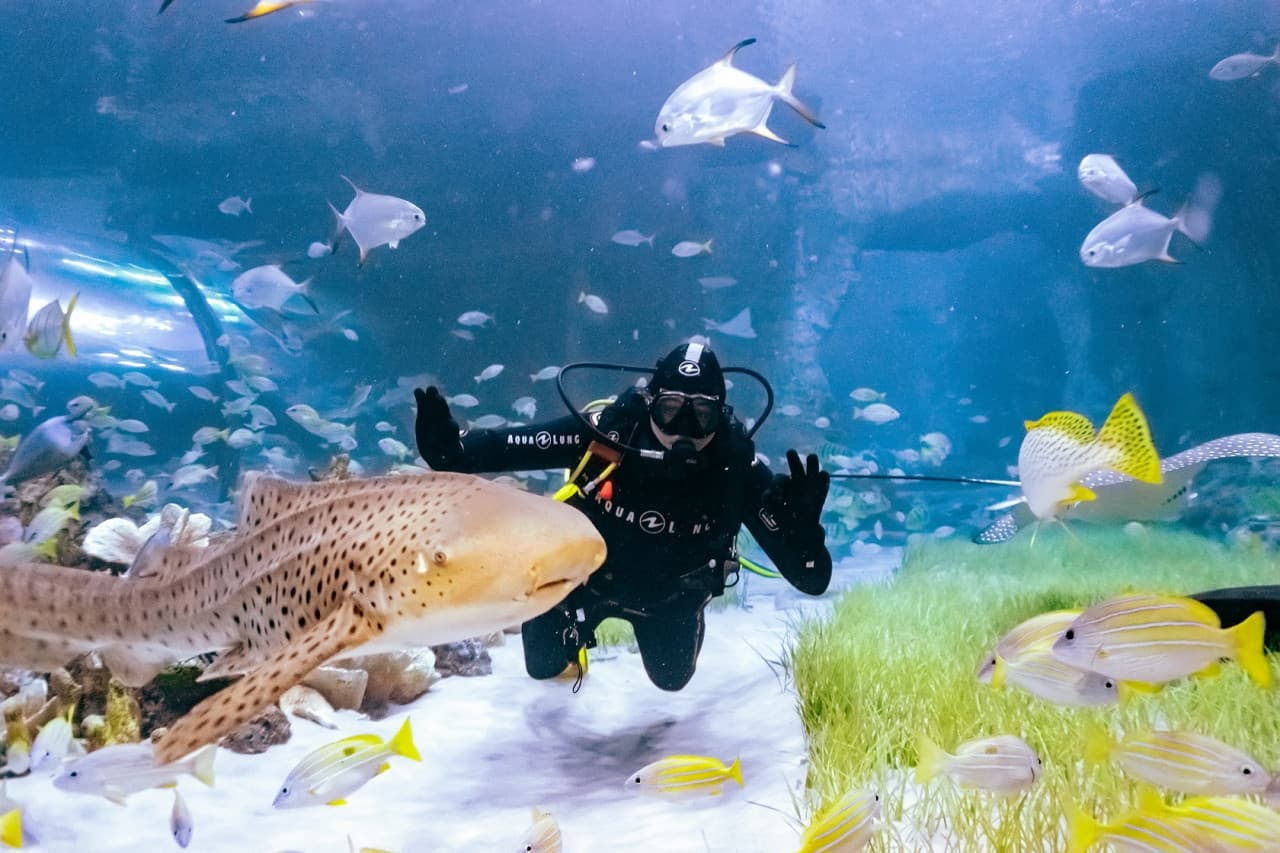 The National Aquarium Abu Dhabi Ticket - image 11