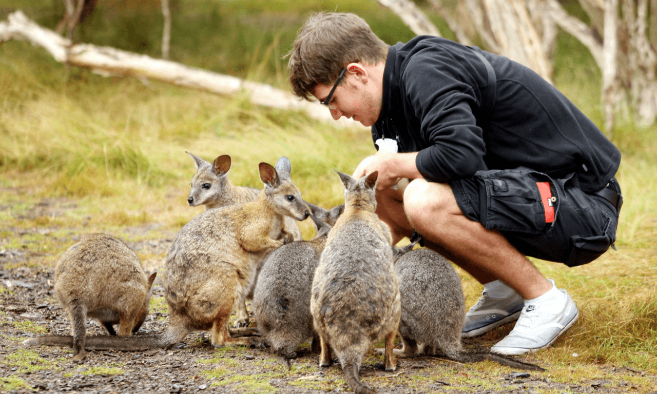Phillip Island with Penguin Parade Eco Tour - image 24