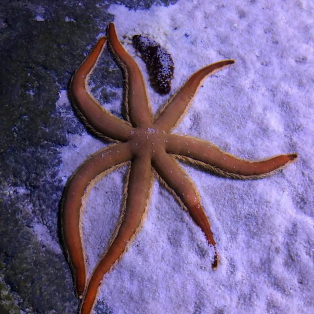 Seville Aquarium Ticket - image 16