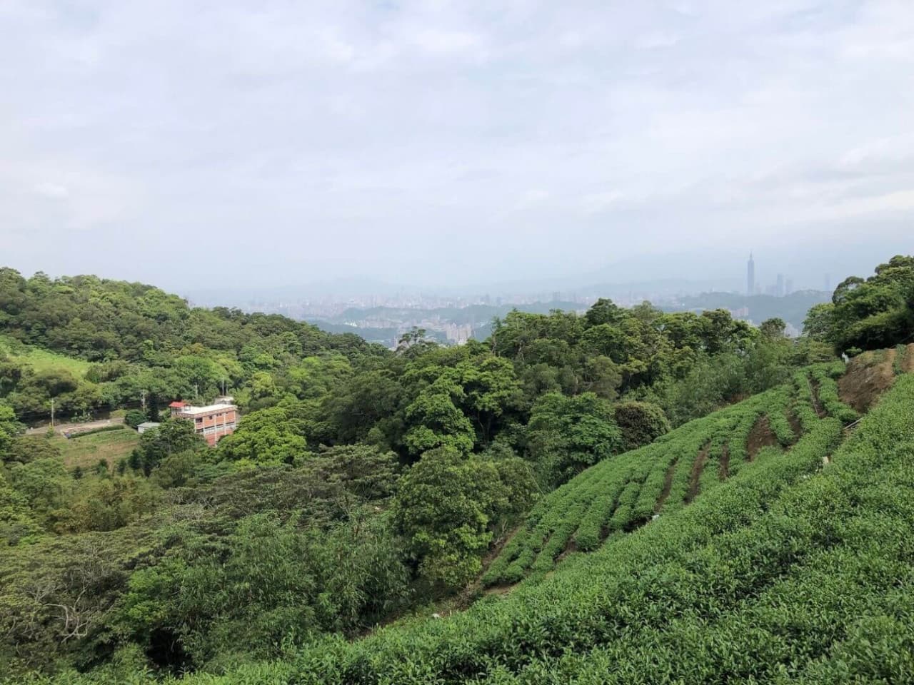 Pinglin Tea Culture and Maokong Full-Day Tour from Taipei - image 2