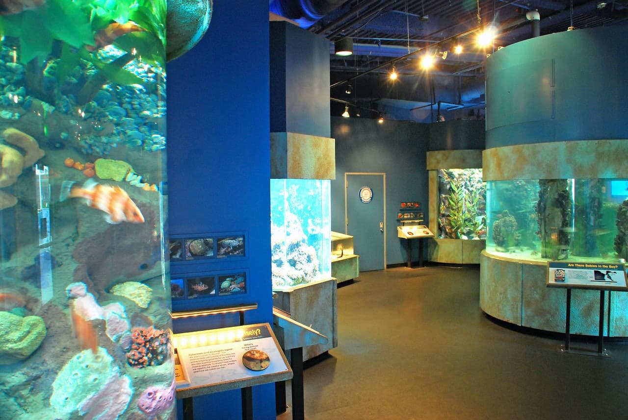 Aquarium of the Bay Ticket - image 6