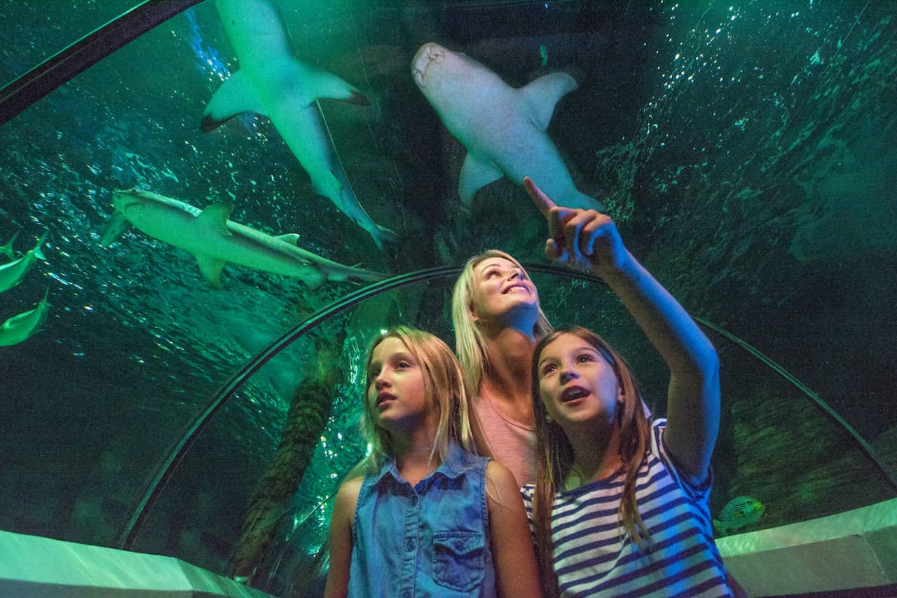 SEA LIFE Sunshine Coast Aquarium Direct Entry Ticket - main image