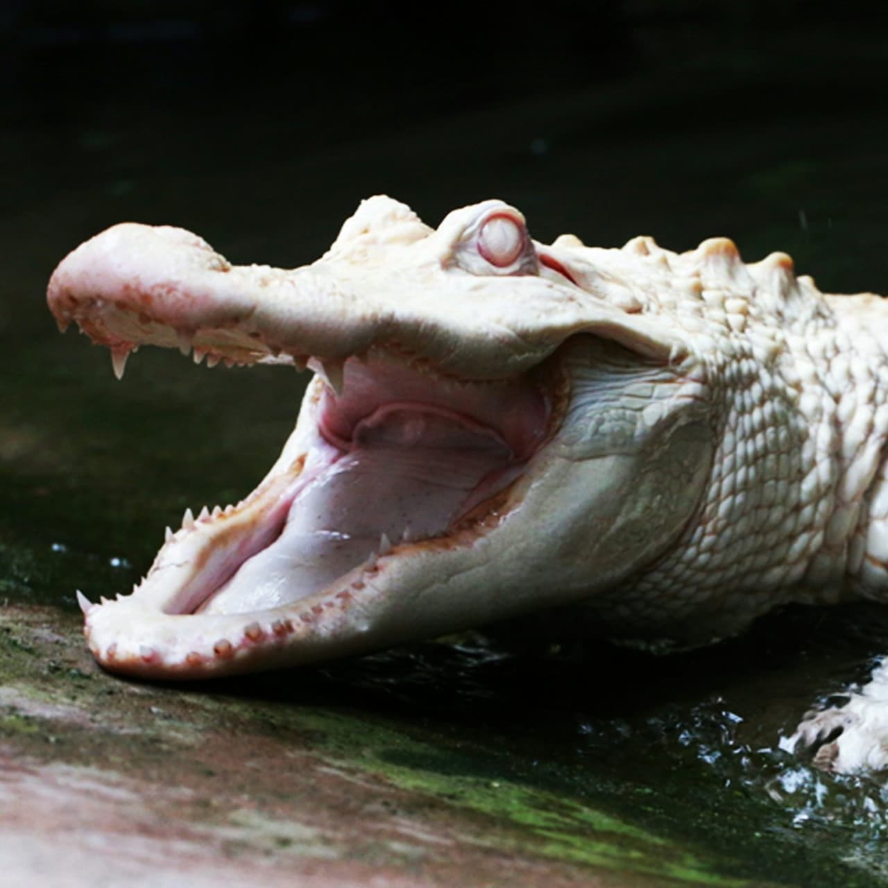 Alligator Bay Ticket - image 4