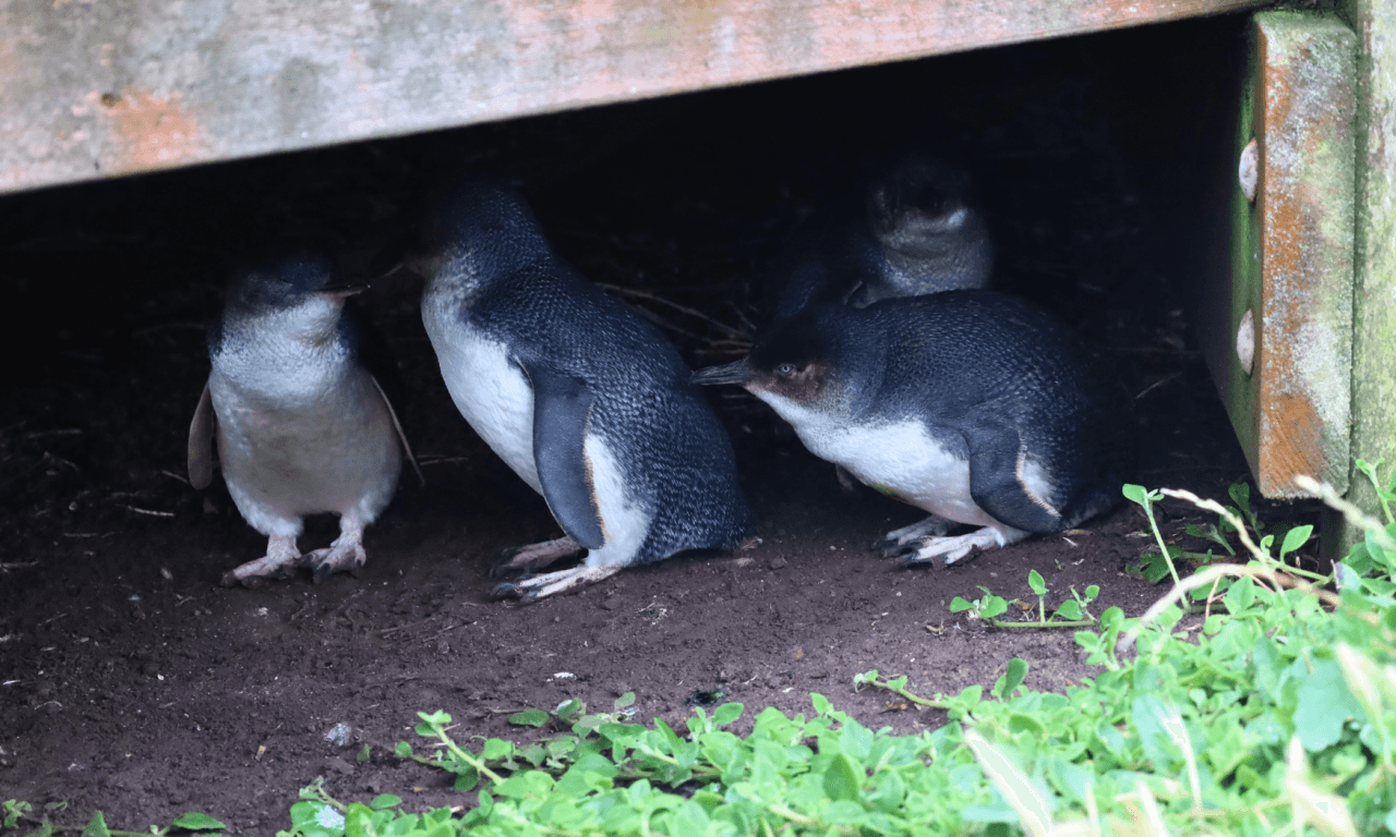 Phillip Island with Penguin Parade Eco Tour - image 30