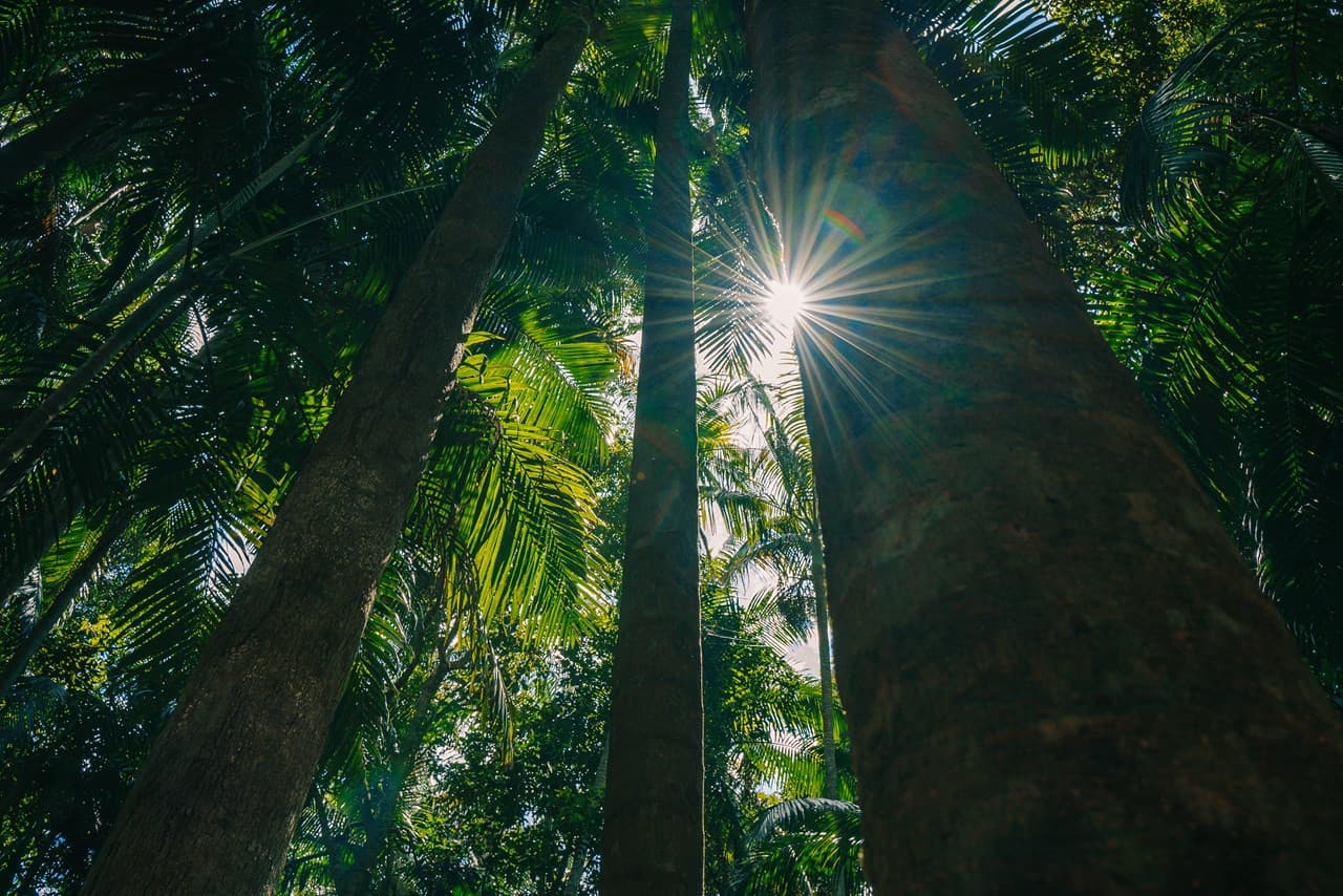 Tamborine Mountain Guided Walk and Wine Tasting Tour - image 10