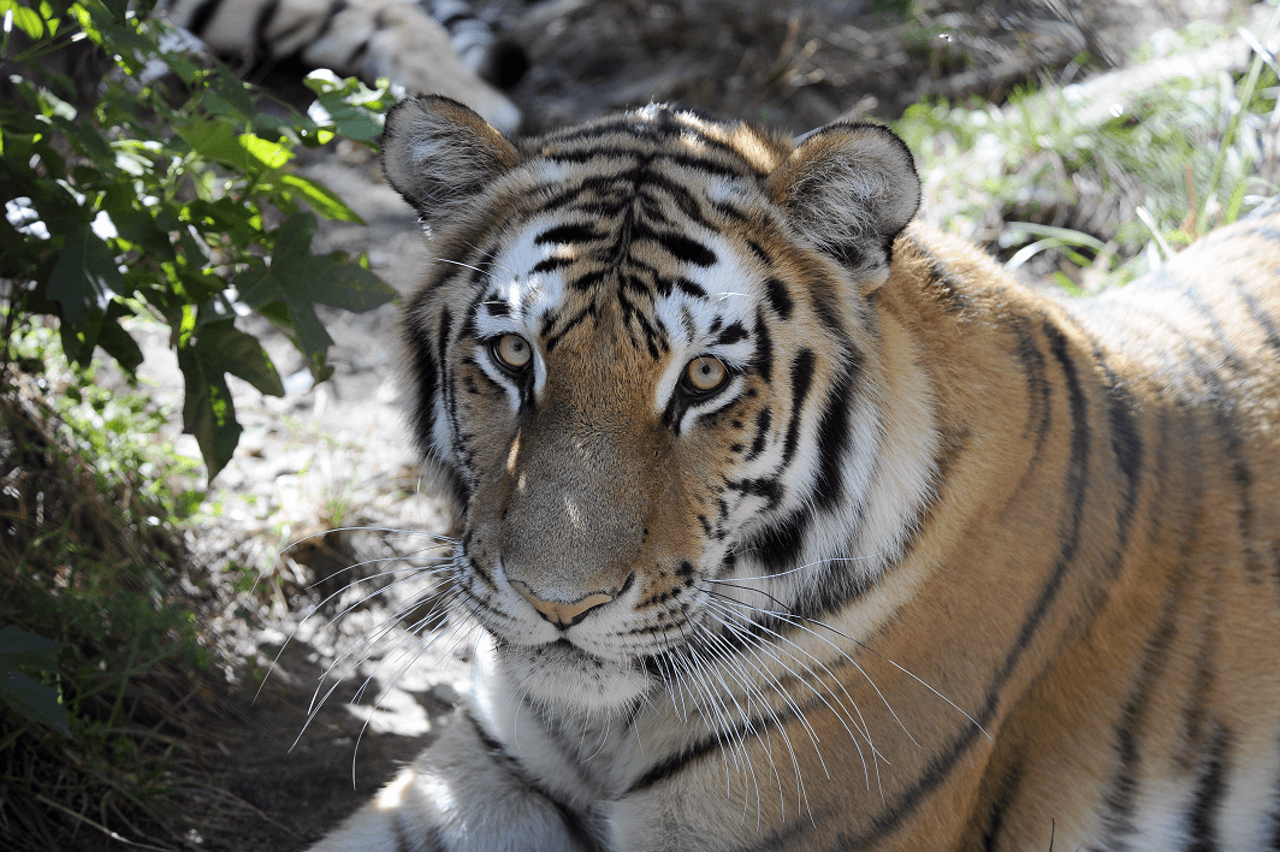 Bronx Zoo - image 8