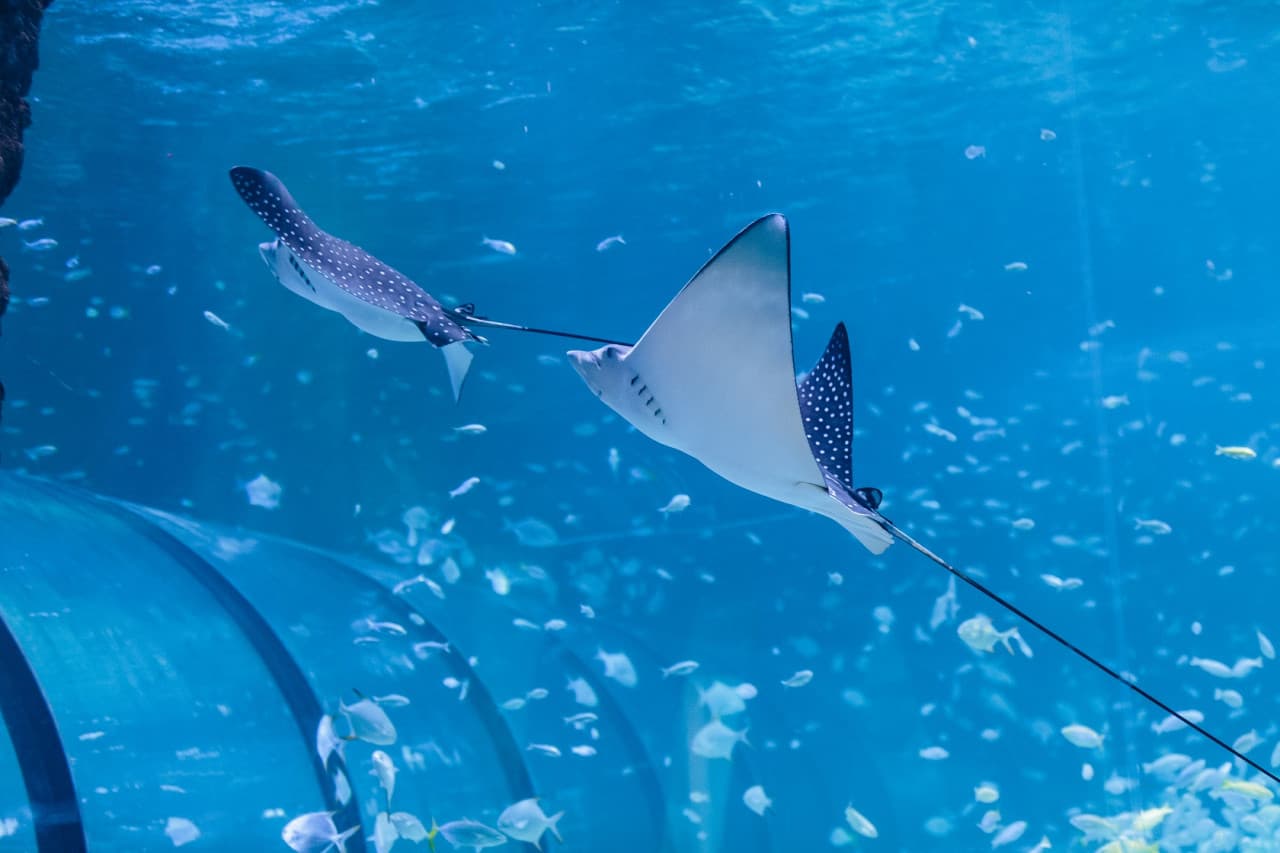 The National Aquarium Abu Dhabi Ticket - image 3