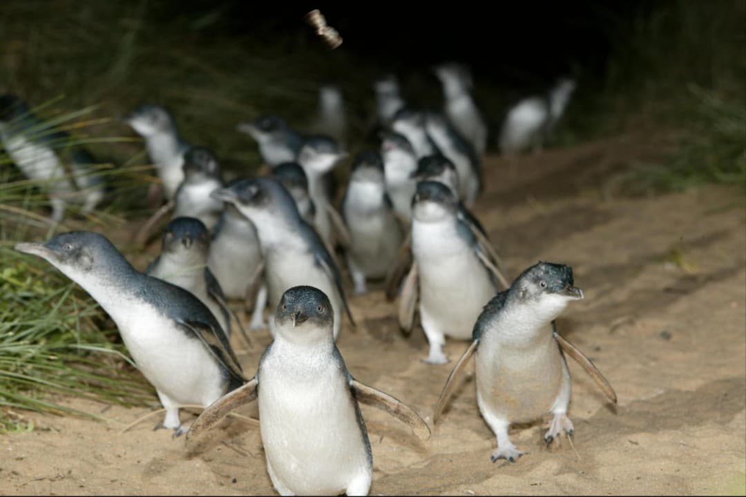 Phillip Island with Penguin Parade Eco Tour - image 6