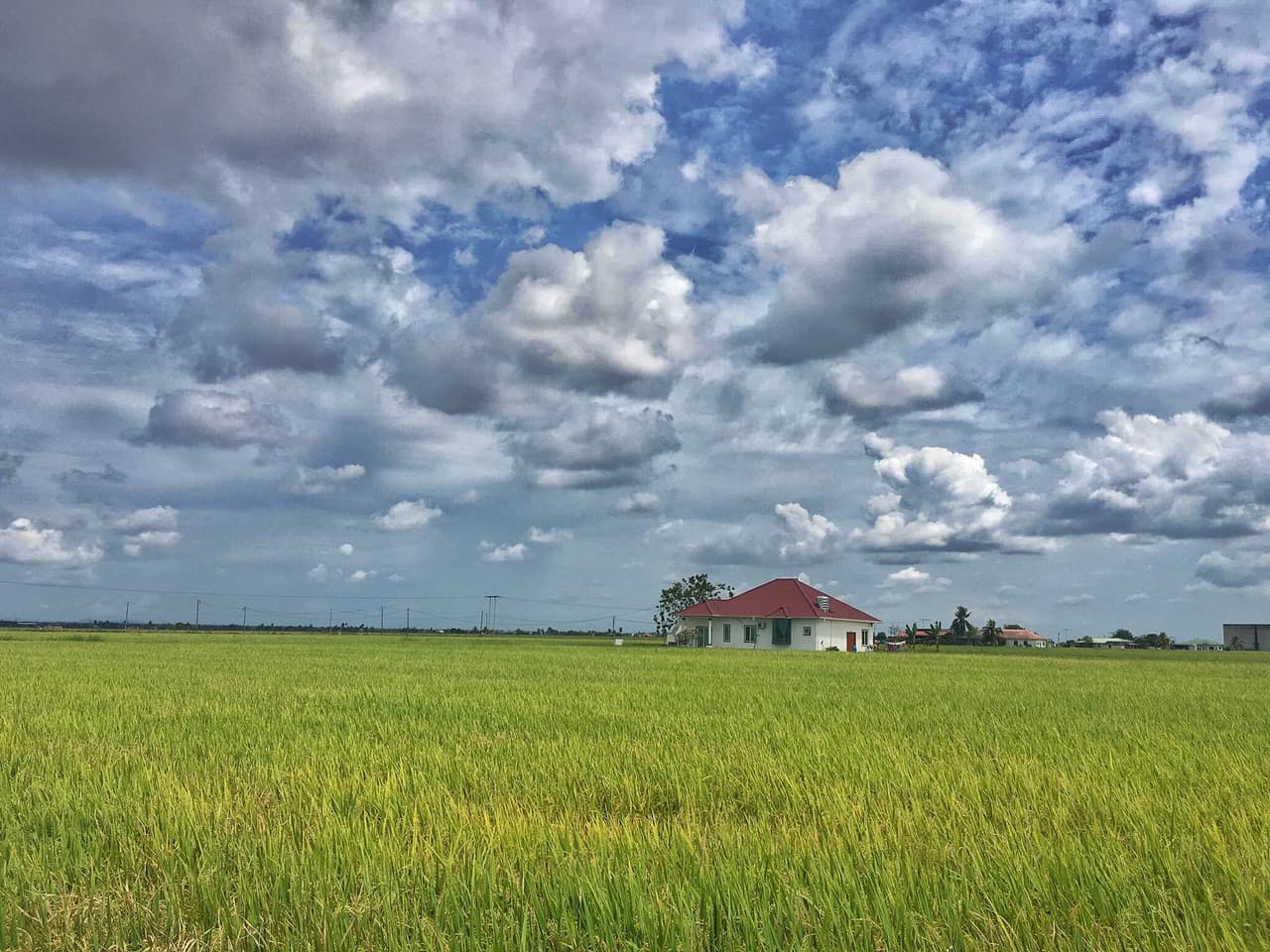 Sekinchan Paddy Fields and Fishing Village Tour from Kuala Lumpur - imagen principal