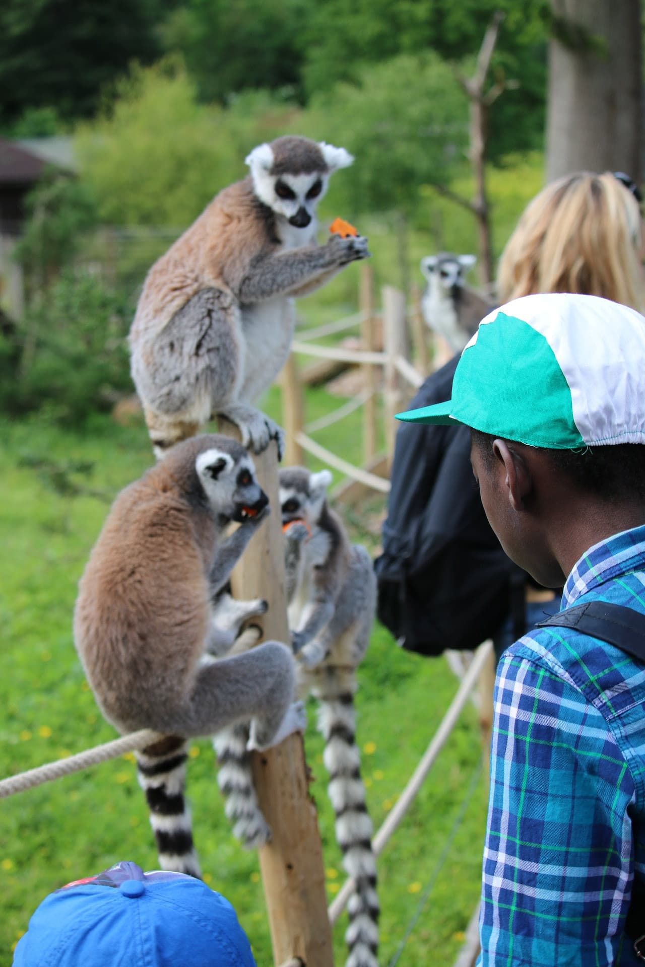 Thoiry ZooSafari: Skip The Line - image 12