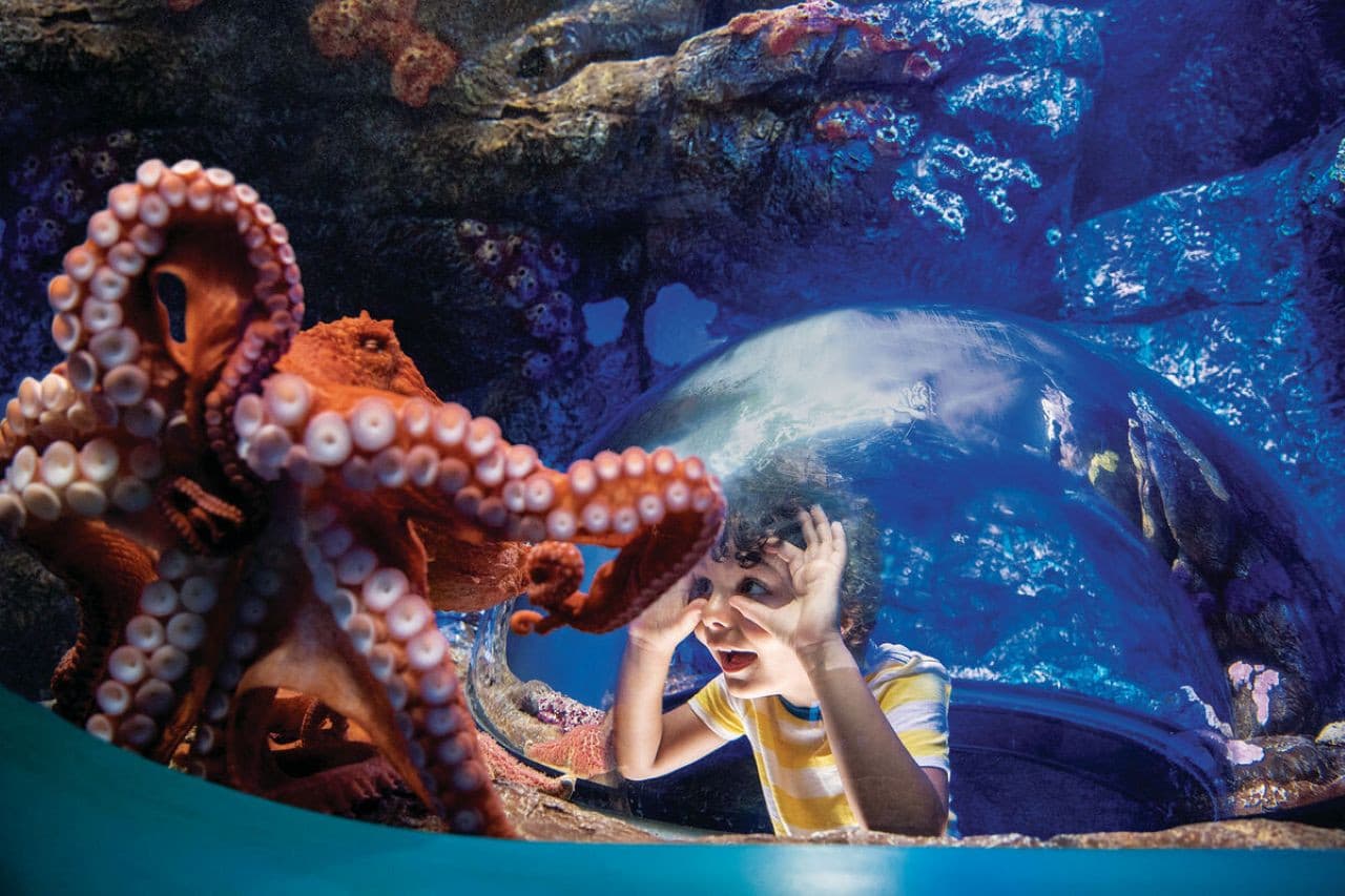 Go City San Diego All-Inclusive Pass Plus: Save up to 50% on Attractions - image 3